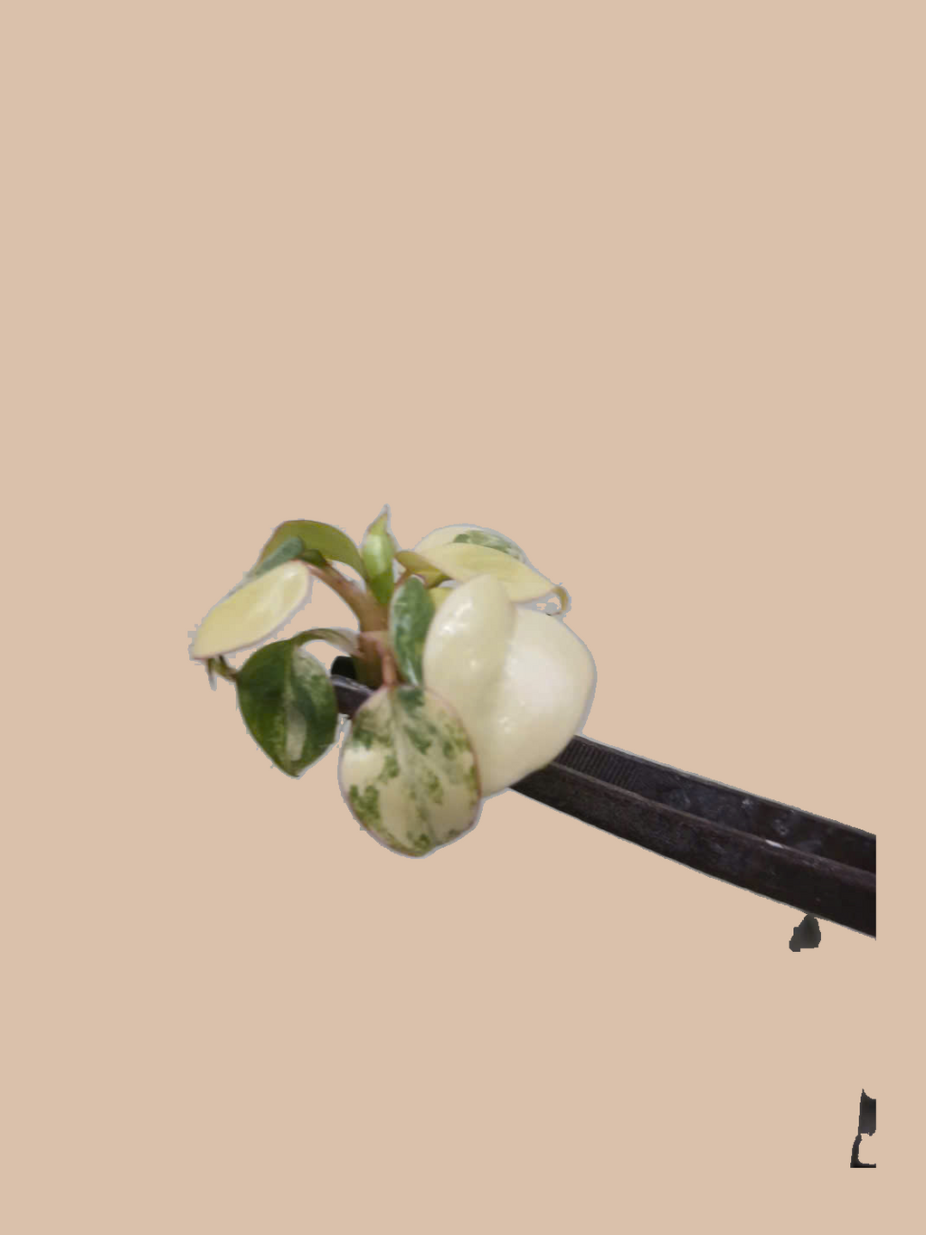 Philodendron billietiae Variegated – Rare Variegated Tropical Foliage Plant cultivar reference, photo 4. Packaging and mature-plant images are illustrative; sold as 1 plant per bag.