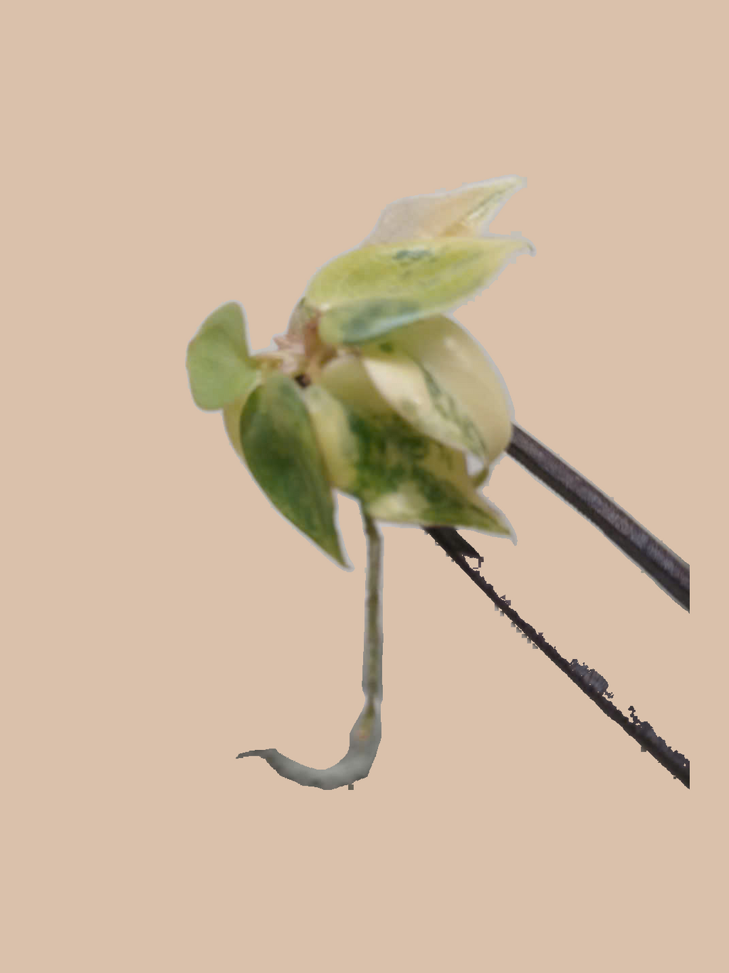 Philodendron billietiae Variegated – Rare Variegated Tropical Foliage Plant cultivar reference, photo 5. Packaging and mature-plant images are illustrative; sold as 1 plant per bag.