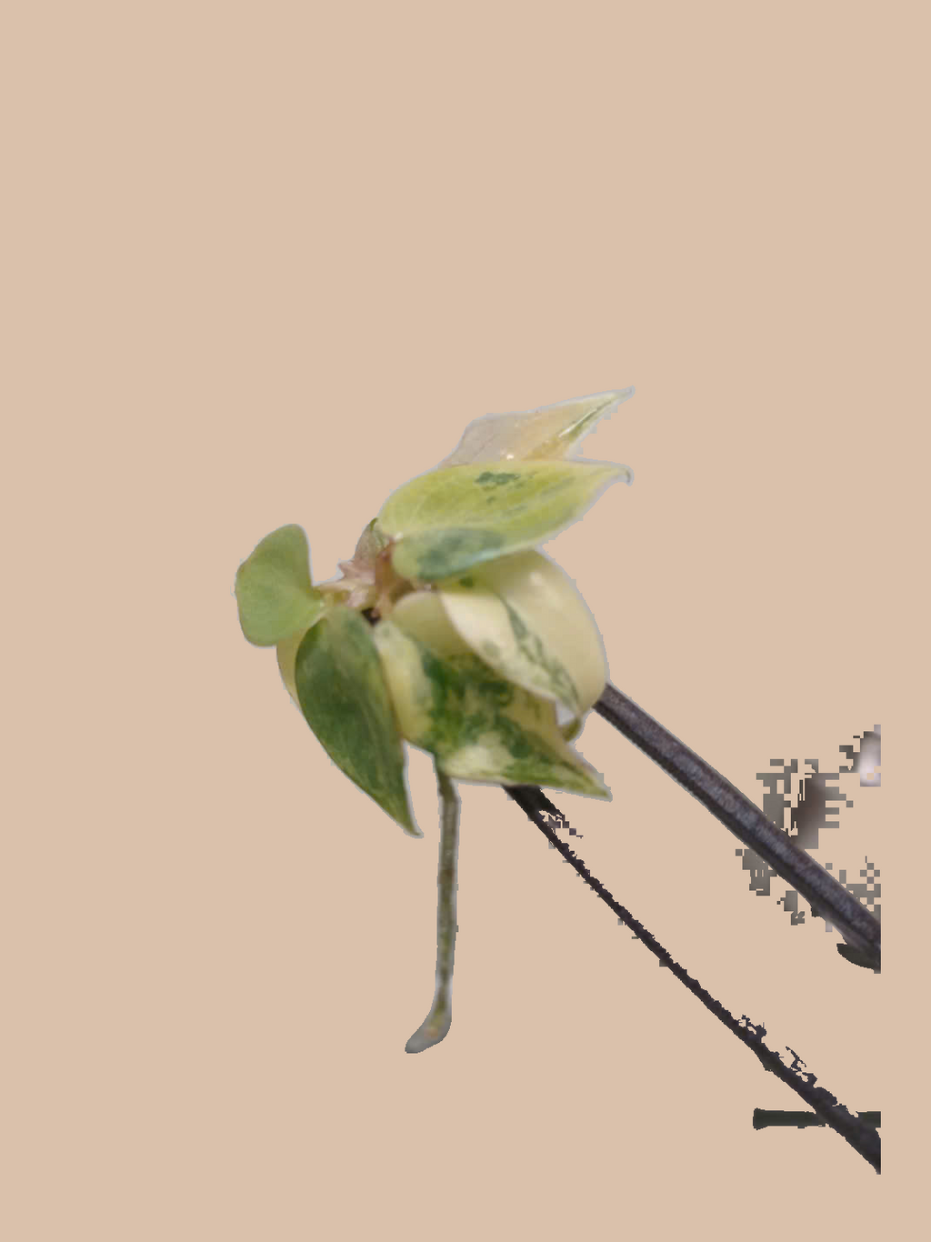Philodendron billietiae Variegated – Rare Variegated Tropical Foliage Plant cultivar reference, photo 6. Packaging and mature-plant images are illustrative; sold as 1 plant per bag.