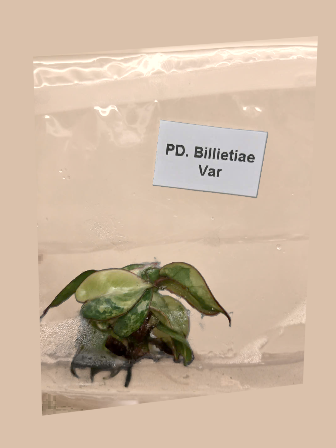 Philodendron billietiae Variegated – Rare Variegated Tropical Foliage Plant cultivar reference, photo 7. Packaging and mature-plant images are illustrative; sold as 1 plant per bag.