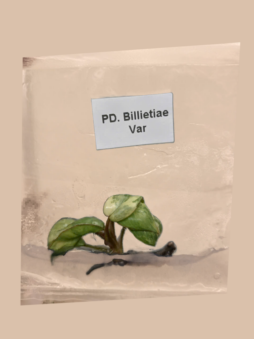 Philodendron billietiae Variegated – Rare Variegated Tropical Foliage Plant cultivar reference, photo 8. Packaging and mature-plant images are illustrative; sold as 1 plant per bag.
