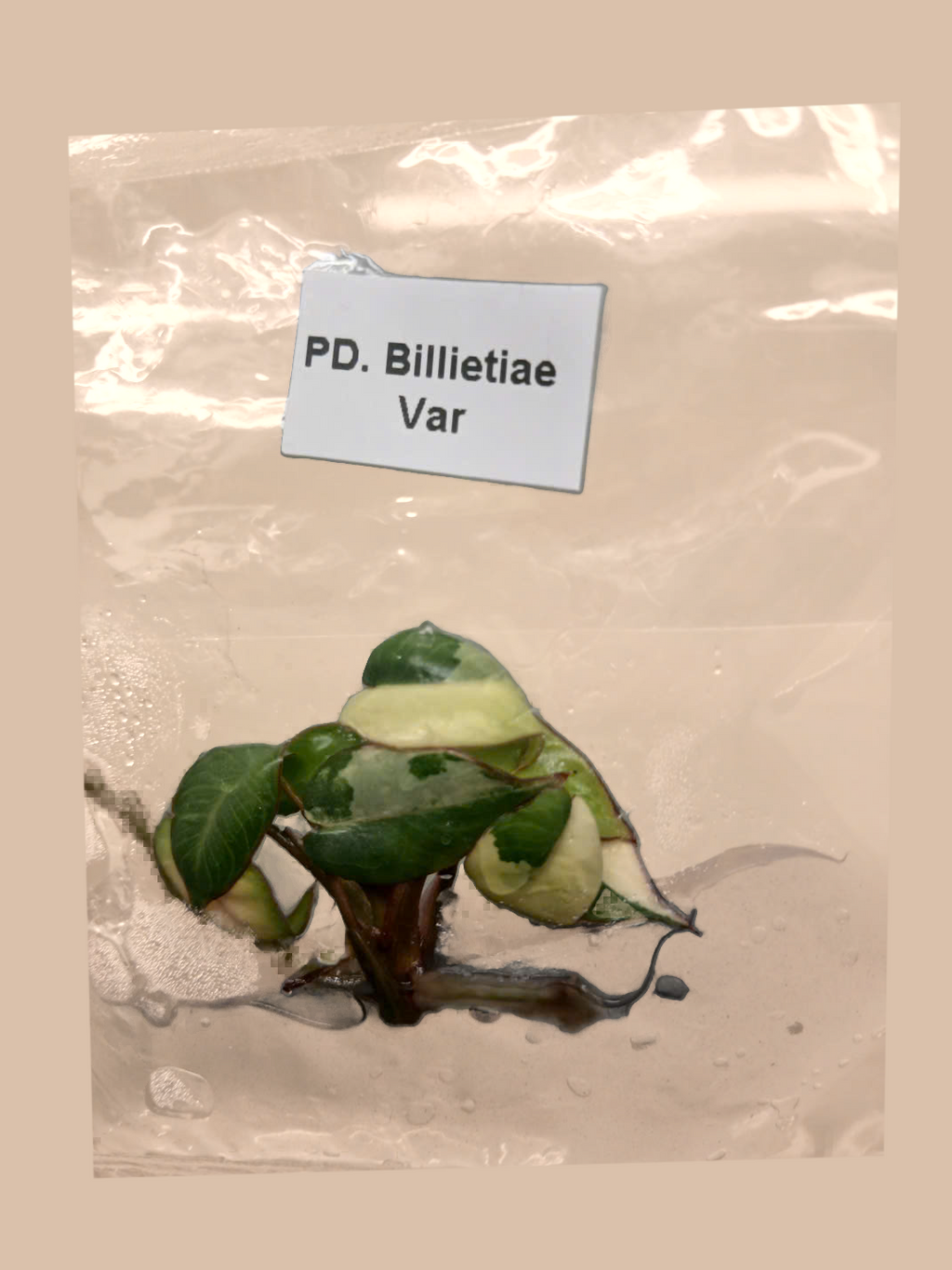 Philodendron billietiae Variegated – Rare Variegated Tropical Foliage Plant cultivar reference, photo 9. Packaging and mature-plant images are illustrative; sold as 1 plant per bag.