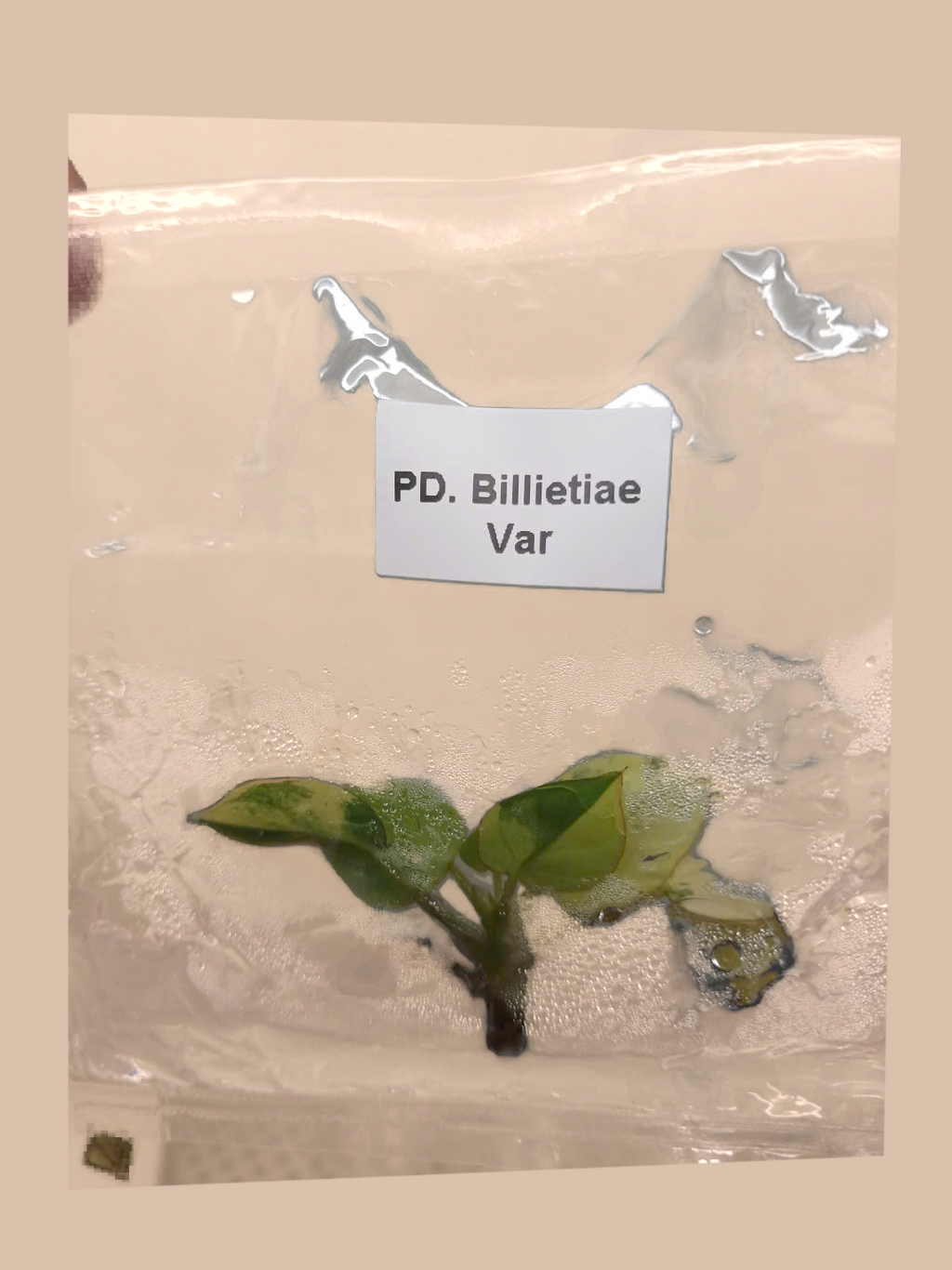 Philodendron billietiae Variegated – Rare Variegated Tropical Foliage Plant cultivar reference, photo 10. Packaging and mature-plant images are illustrative; sold as 1 plant per bag.