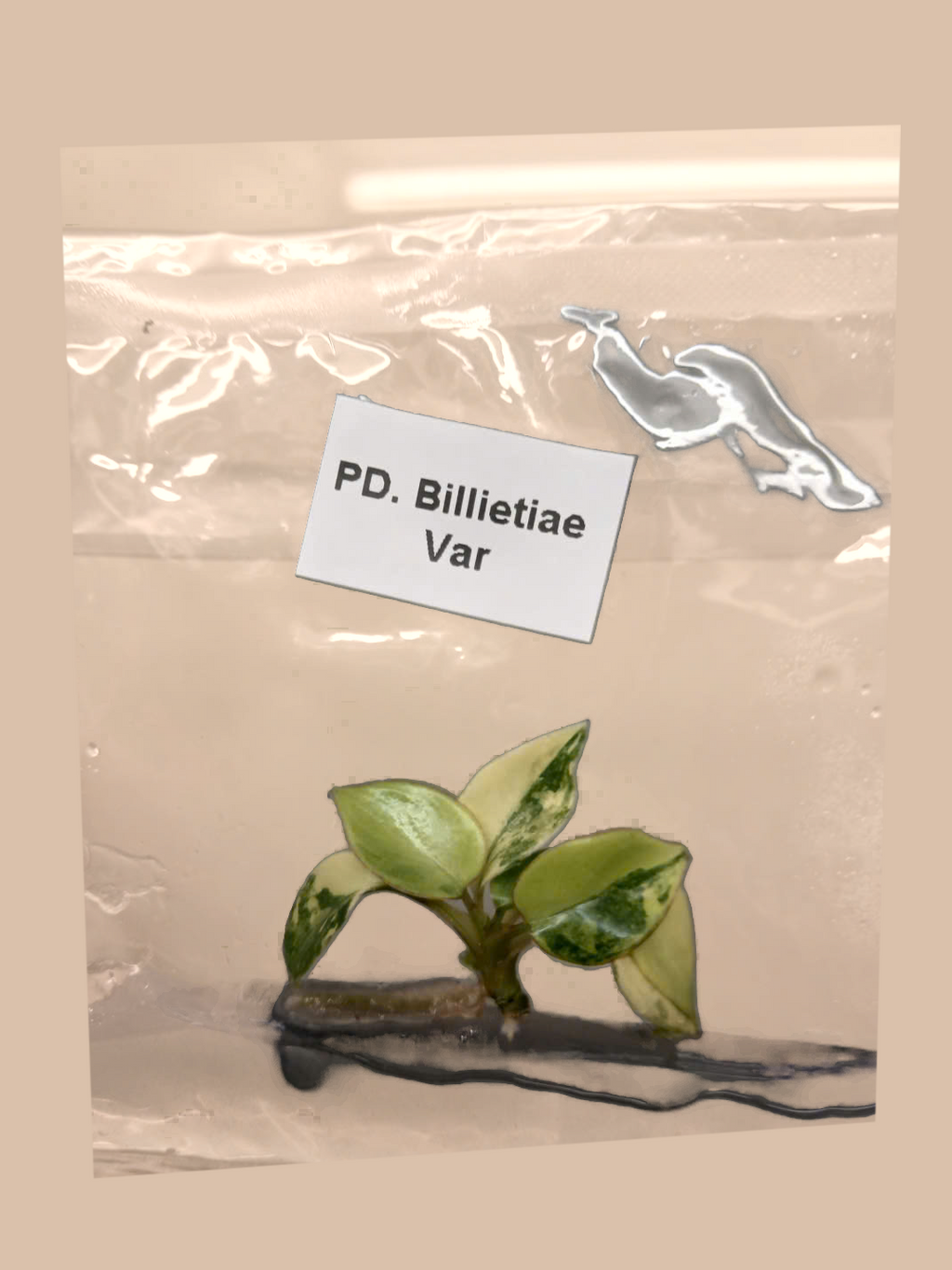 Philodendron billietiae Variegated – Rare Variegated Tropical Foliage Plant cultivar reference, photo 11. Packaging and mature-plant images are illustrative; sold as 1 plant per bag.