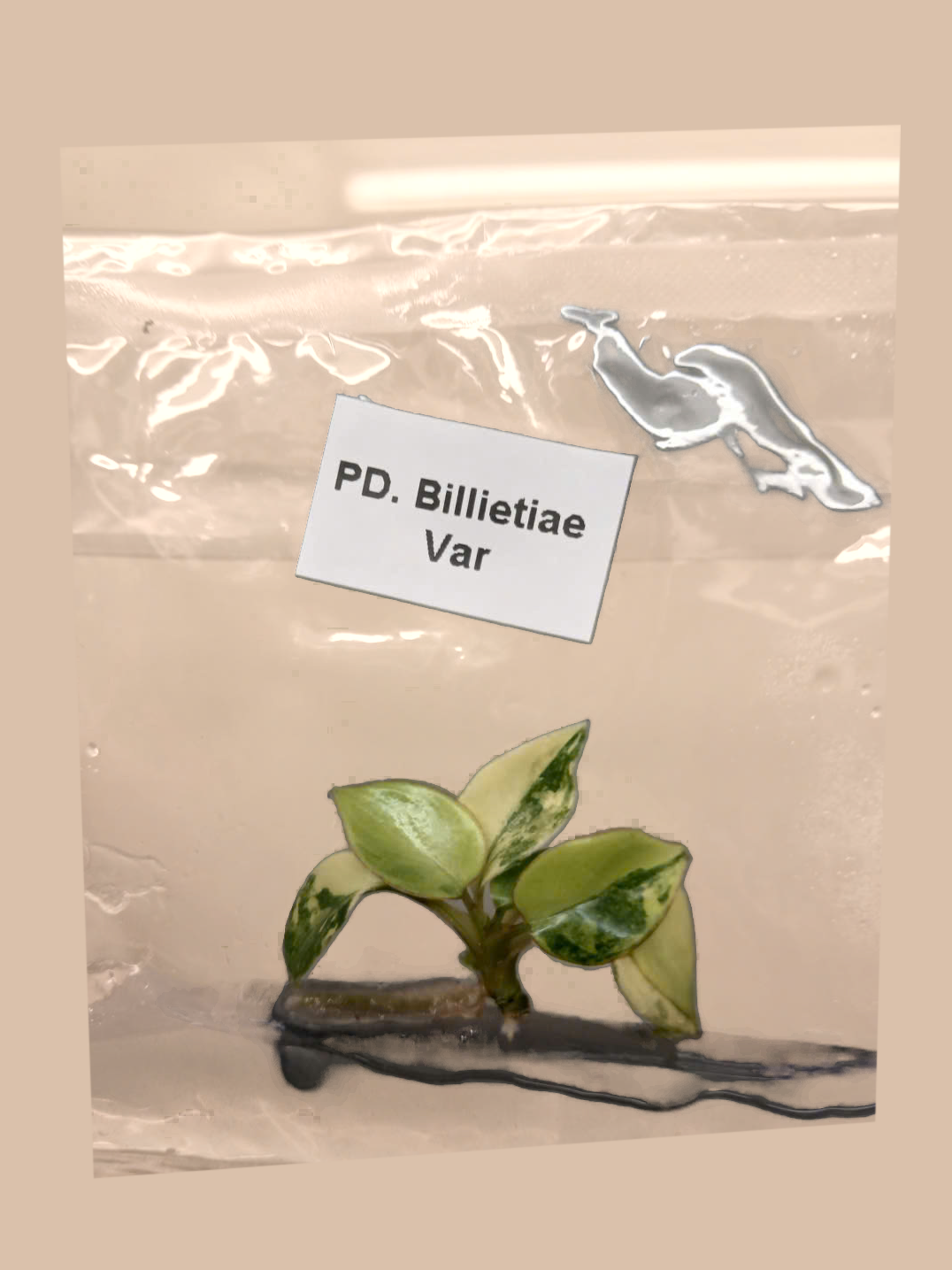 Philodendron billietiae Variegated – Rare Variegated Tropical Foliage Plant cultivar reference, photo 11. Packaging and mature-plant images are illustrative; sold as 1 plant per bag.