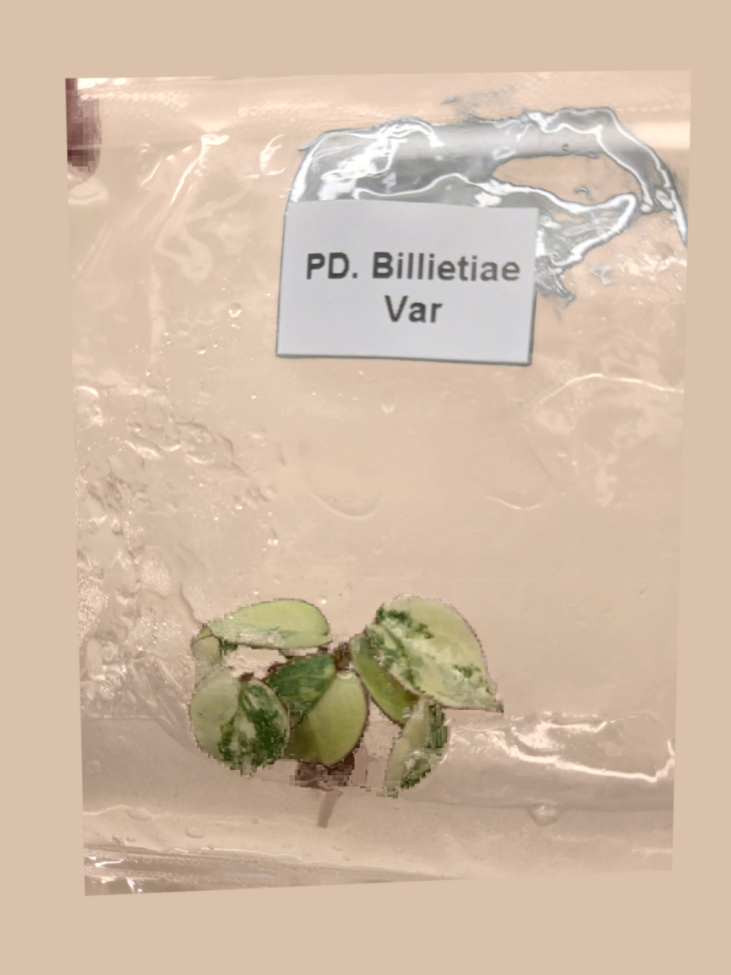 Philodendron billietiae Variegated – Rare Variegated Tropical Foliage Plant cultivar reference, photo 12. Packaging and mature-plant images are illustrative; sold as 1 plant per bag.