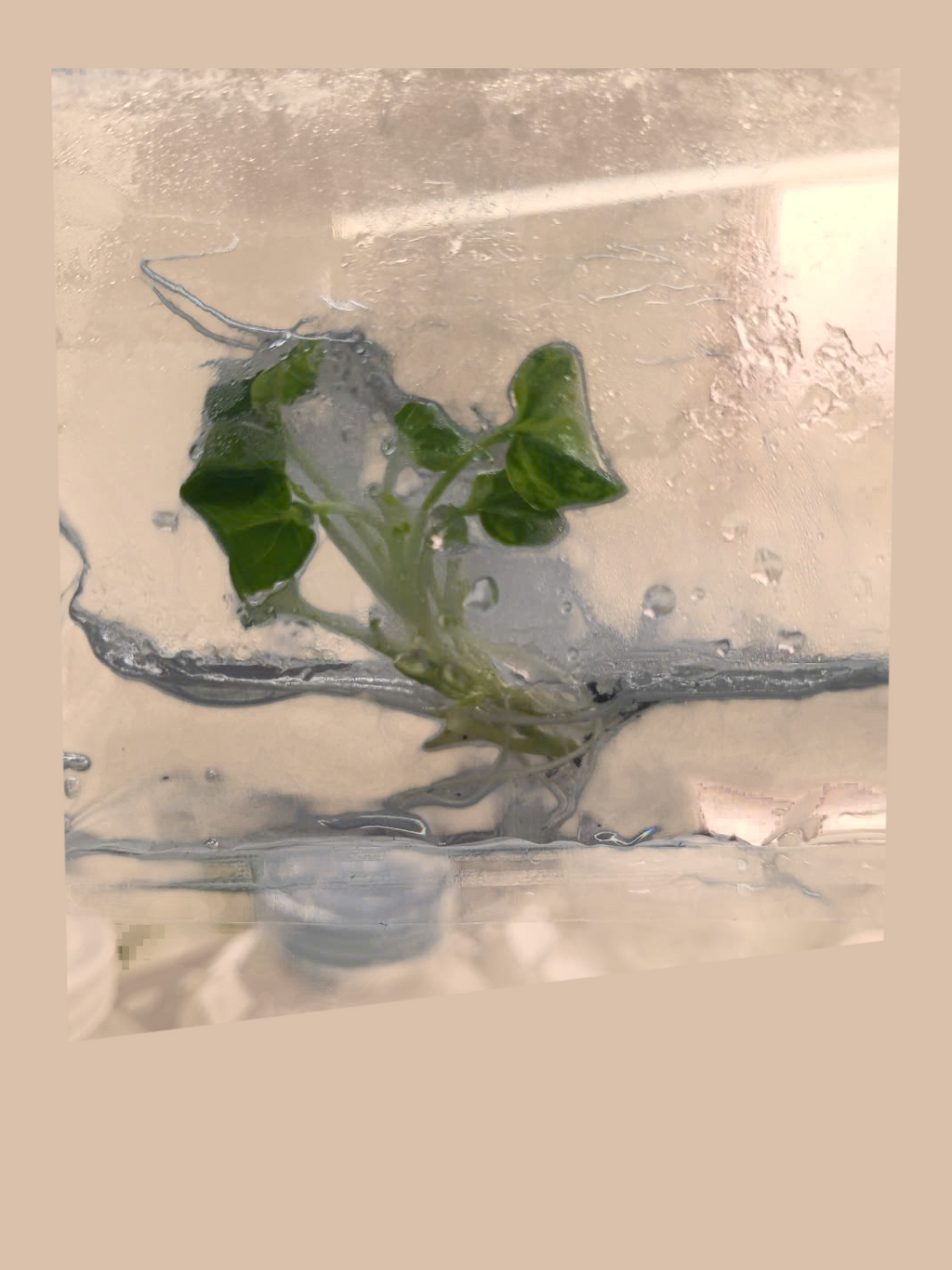 Philodendron Xanadu Variegated – Rare Variegated Tropical Foliage Plant cultivar reference, photo 2. Packaging and mature-plant images are illustrative; sold as 1 plant per bag.