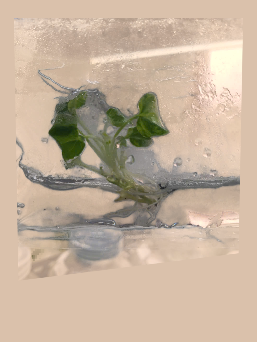 Philodendron Xanadu Variegated – Rare Variegated Tropical Foliage Plant cultivar reference, photo 2. Packaging and mature-plant images are illustrative; sold as 1 plant per bag.