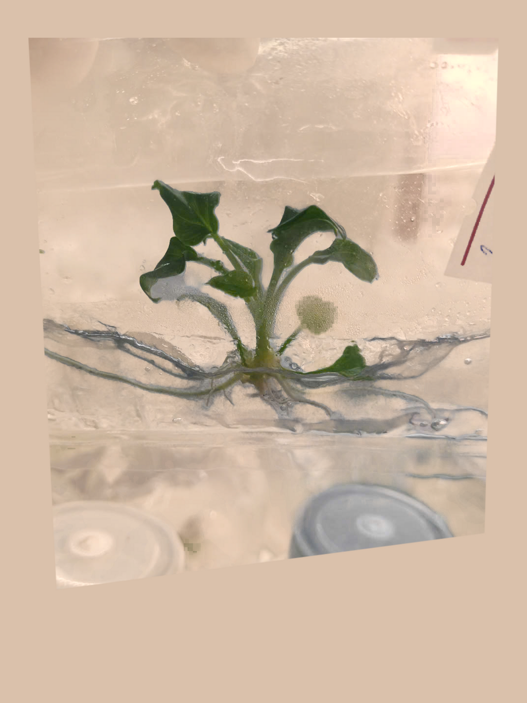 Philodendron Xanadu Variegated – Rare Variegated Tropical Foliage Plant cultivar reference, photo 3. Packaging and mature-plant images are illustrative; sold as 1 plant per bag.