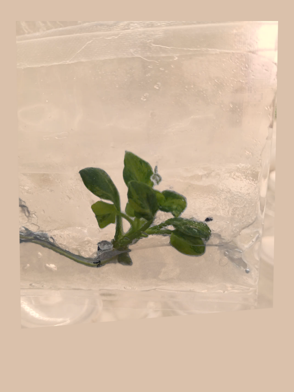 Philodendron Xanadu Variegated – Rare Variegated Tropical Foliage Plant cultivar reference, photo 4. Packaging and mature-plant images are illustrative; sold as 1 plant per bag.