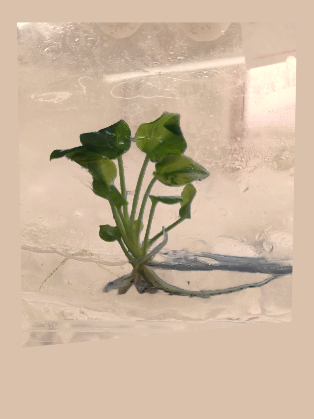 Philodendron Xanadu Variegated – Rare Variegated Tropical Foliage Plant cultivar reference, photo 6. Packaging and mature-plant images are illustrative; sold as 1 plant per bag.