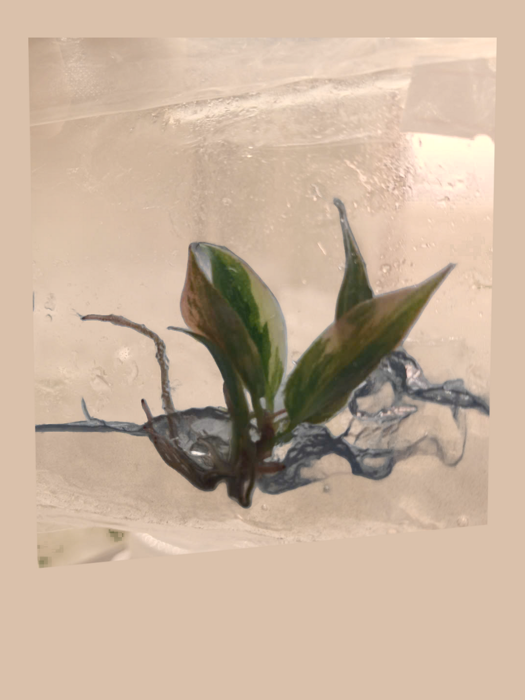 Philodendron Caramel Fire Tiger – Rare Tropical Foliage Plant cultivar reference, photo 6. Packaging and mature-plant images are illustrative; sold as 1 plant per bag.