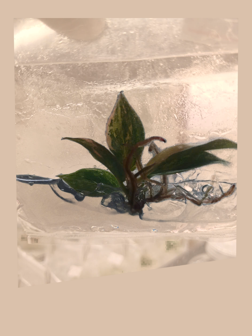 Philodendron Caramel Fire Tiger – Rare Tropical Foliage Plant cultivar reference, photo 8. Packaging and mature-plant images are illustrative; sold as 1 plant per bag.