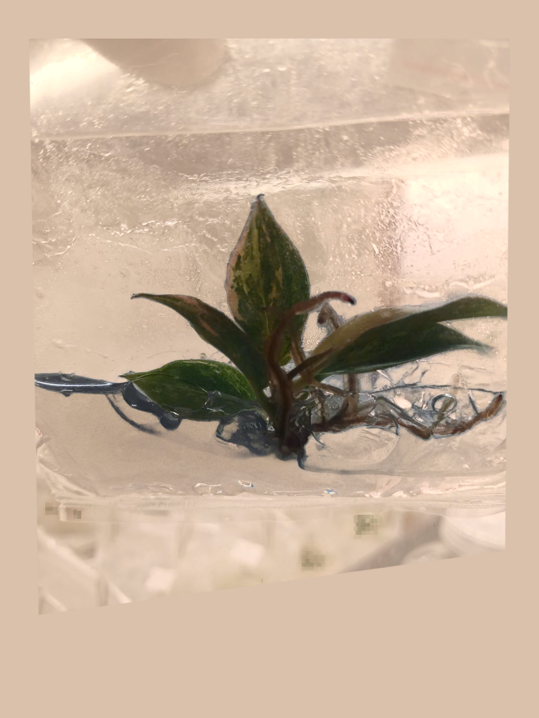 Philodendron Caramel Fire Tiger – Rare Tropical Foliage Plant cultivar reference, photo 8. Packaging and mature-plant images are illustrative; sold as 1 plant per bag.