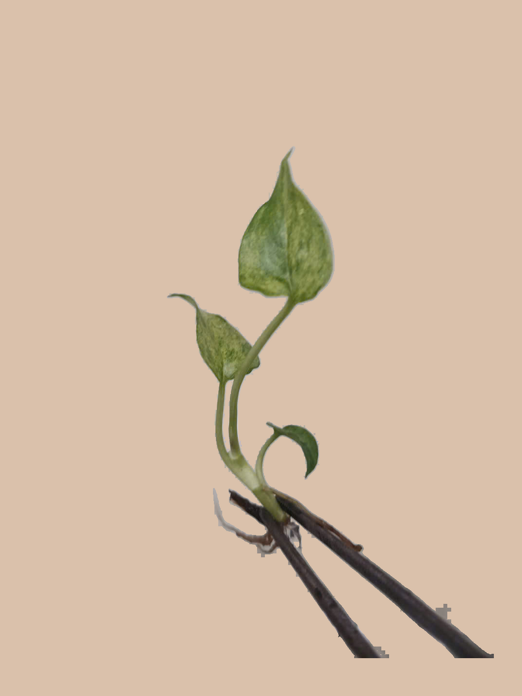 Epipremnum pinnatum Mint Variegata – Rare Variegated Tropical Plant cultivar reference. Packaging and mature-plant images are illustrative; sold as 1 plant per bag.
