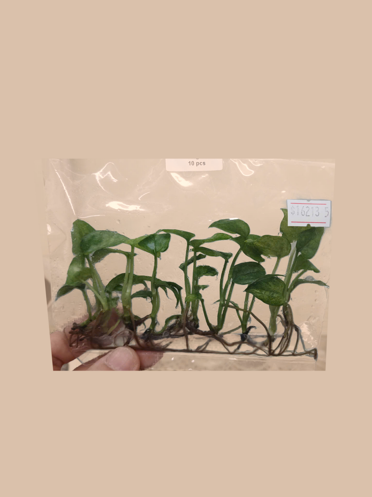 Epipremnum pinnatum Mint Variegata – Rare Variegated Tropical Plant cultivar reference, photo 2. Packaging and mature-plant images are illustrative; sold as 1 plant per bag.