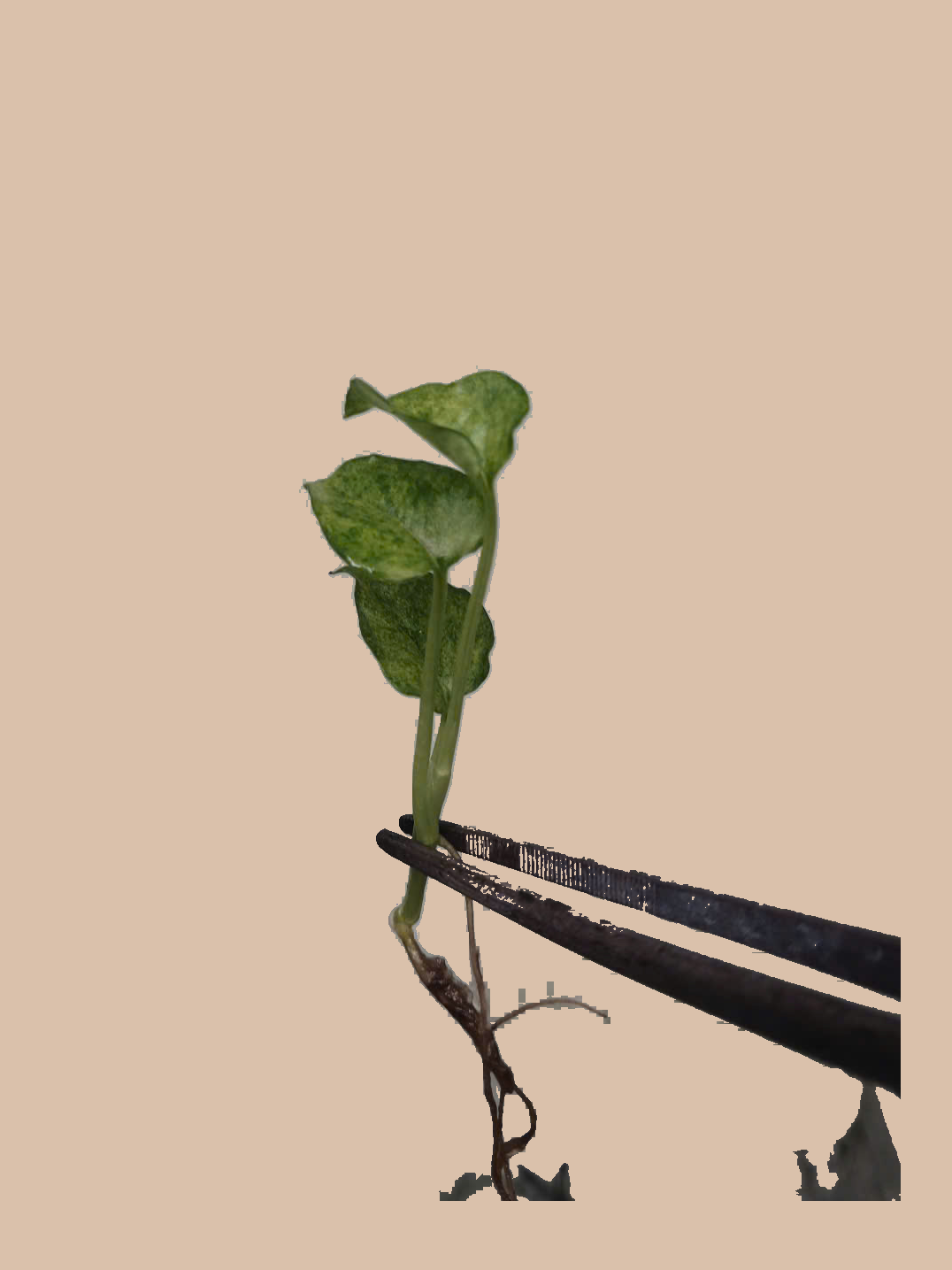 Epipremnum pinnatum Mint Variegata – Rare Variegated Tropical Plant cultivar reference, photo 3. Packaging and mature-plant images are illustrative; sold as 1 plant per bag.