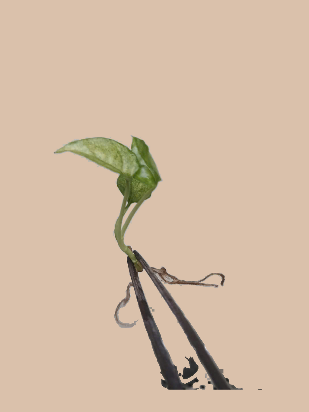 Epipremnum pinnatum Mint Variegata – Rare Variegated Tropical Plant cultivar reference, photo 4. Packaging and mature-plant images are illustrative; sold as 1 plant per bag.