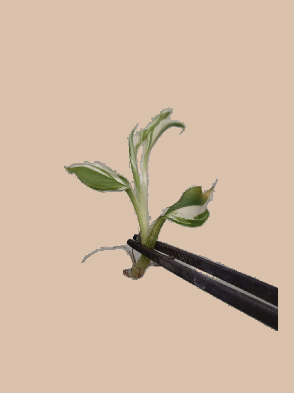 Musa Banana Florida Variegated – Rare Variegated Banana Plant cultivar reference. Packaging and mature-plant images are illustrative; sold as 1 plant per bag.