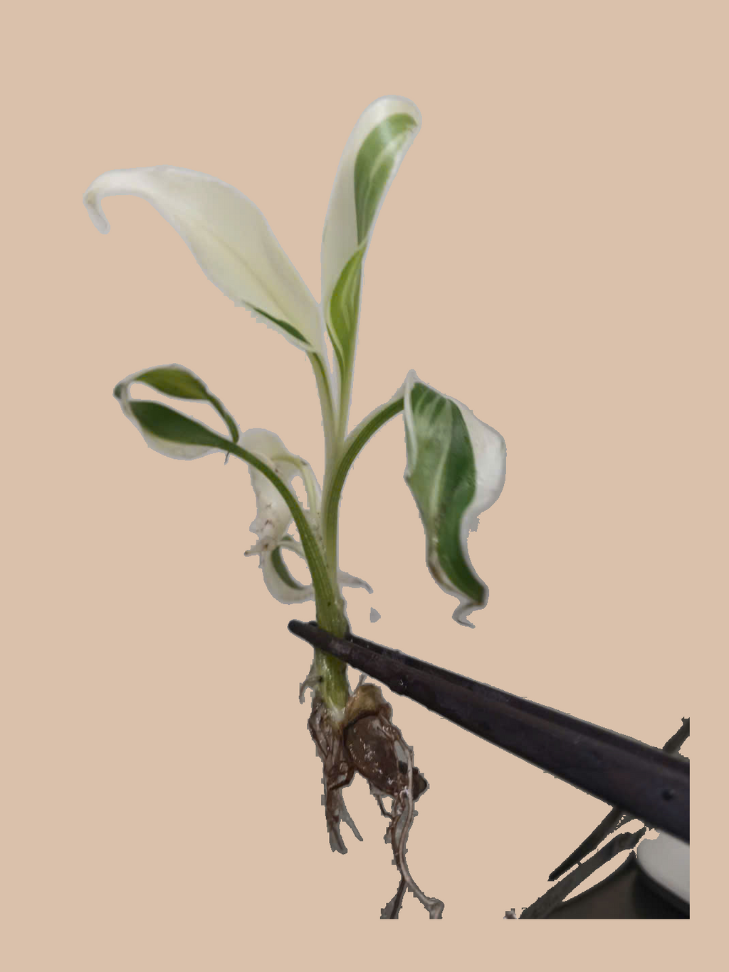 Musa Banana Florida Variegated – Rare Variegated Banana Plant cultivar reference, photo 2. Packaging and mature-plant images are illustrative; sold as 1 plant per bag.