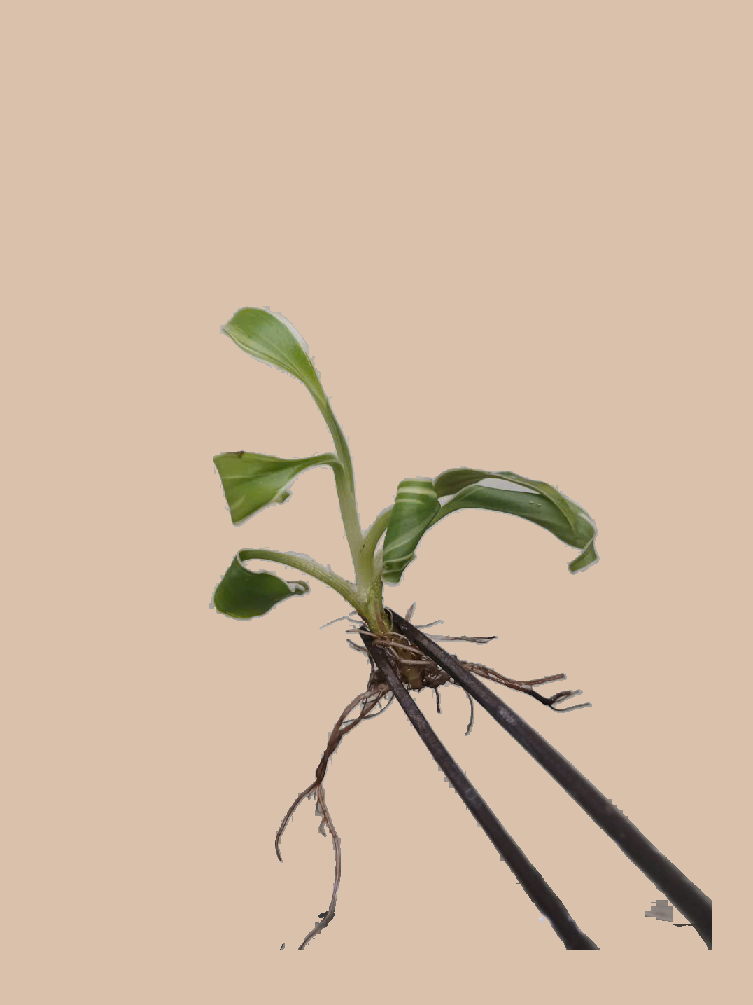 Musa Banana Florida Variegated – Rare Variegated Banana Plant cultivar reference, photo 3. Packaging and mature-plant images are illustrative; sold as 1 plant per bag.