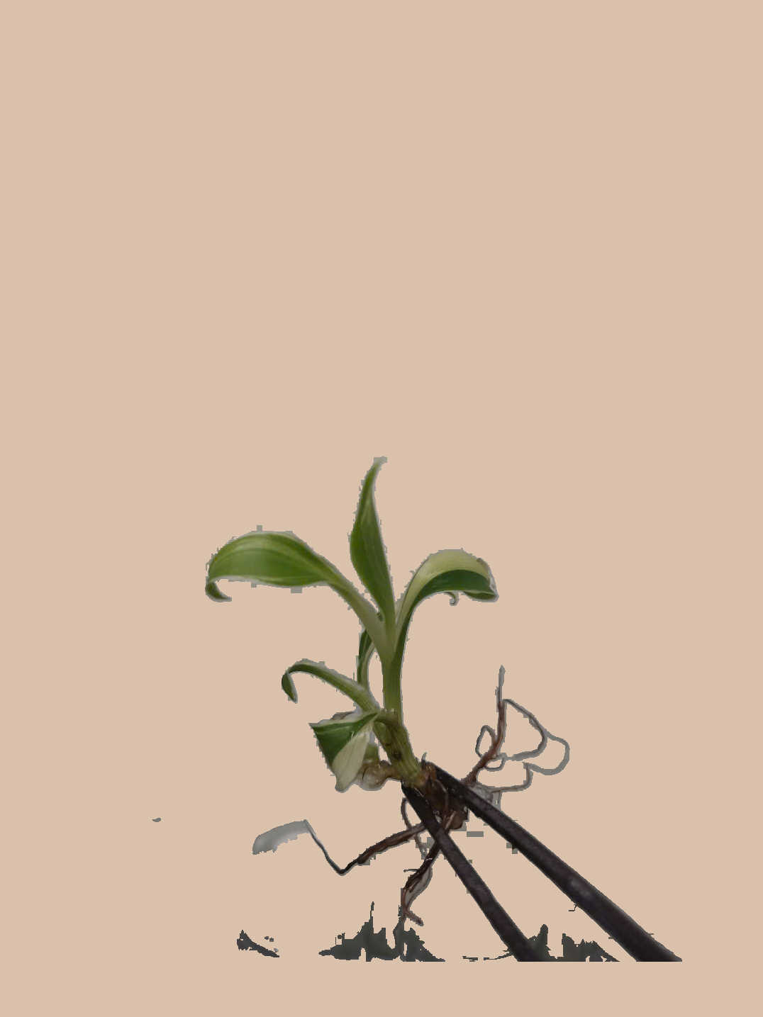 Musa Banana Florida Variegated – Rare Variegated Banana Plant cultivar reference, photo 4. Packaging and mature-plant images are illustrative; sold as 1 plant per bag.