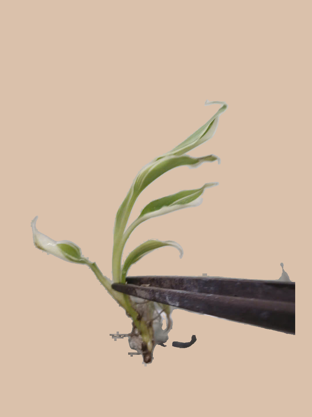 Musa Banana Florida Variegated – Rare Variegated Banana Plant cultivar reference, photo 5. Packaging and mature-plant images are illustrative; sold as 1 plant per bag.