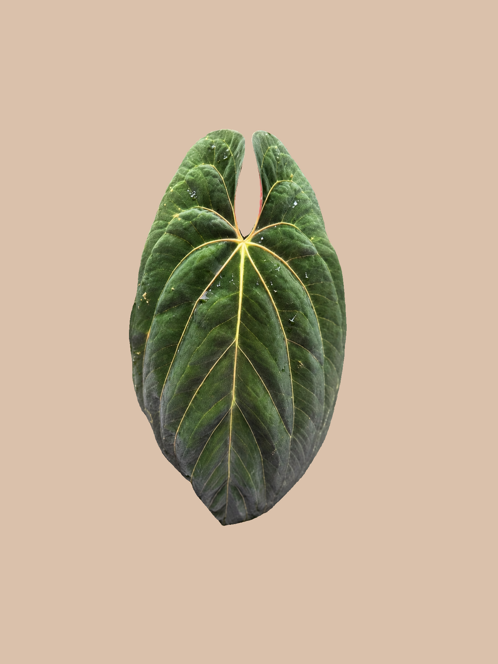 Anthurium Papillilaminum Goliath × Red Crystall Michelle – Rare Anthurium Hybrid cultivar reference. Packaging and mature-plant images are illustrative; sold as 1 plant per bag.