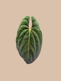 Anthurium Papillilaminum Goliath × Red Crystall Michelle – Rare Anthurium Hybrid cultivar reference. Packaging and mature-plant images are illustrative; sold as 1 plant per bag.