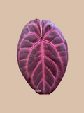 Anthurium [(Michelle × Zara) × Tezula] × Red Crystall Michelle – Rare Anthurium Hybrid cultivar reference. Packaging and mature-plant images are illustrative; sold as 1 plant per bag.