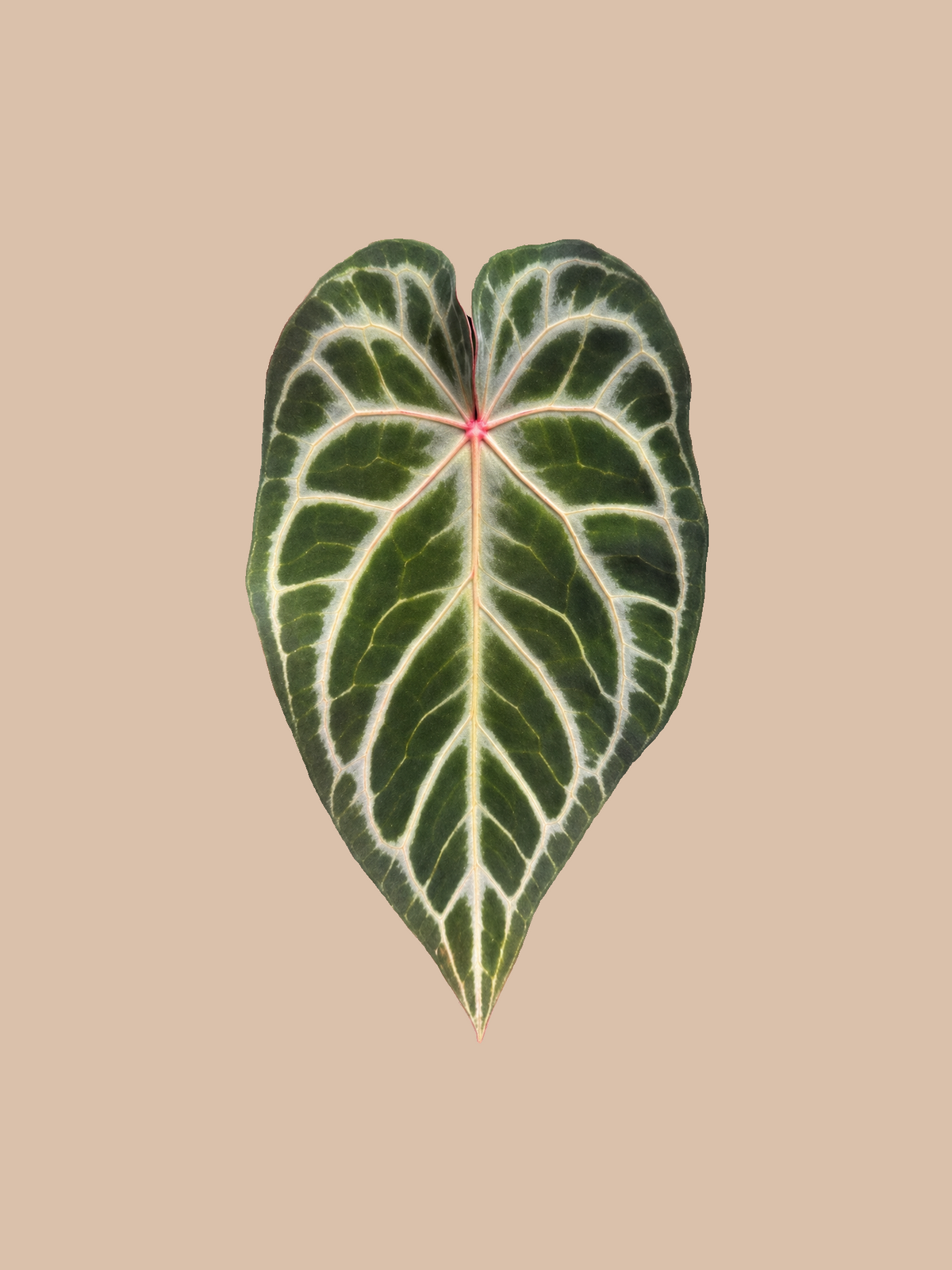 [Red Hope × (Michelle × Zara)] × Red Crystall Michelle – Rare Anthurium Hybrid cultivar reference, photo 2. Packaging and mature-plant images are illustrative; sold as 1 plant per bag.