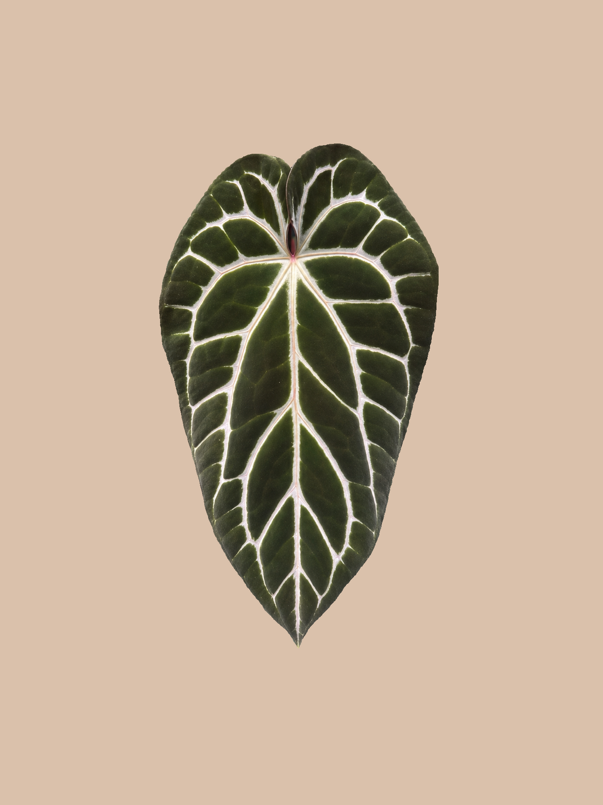Crystallinum Cape Oasis × Red Crystall Michelle – Rare Anthurium Hybrid cultivar reference, photo 2. Packaging and mature-plant images are illustrative; sold as 1 plant per bag.