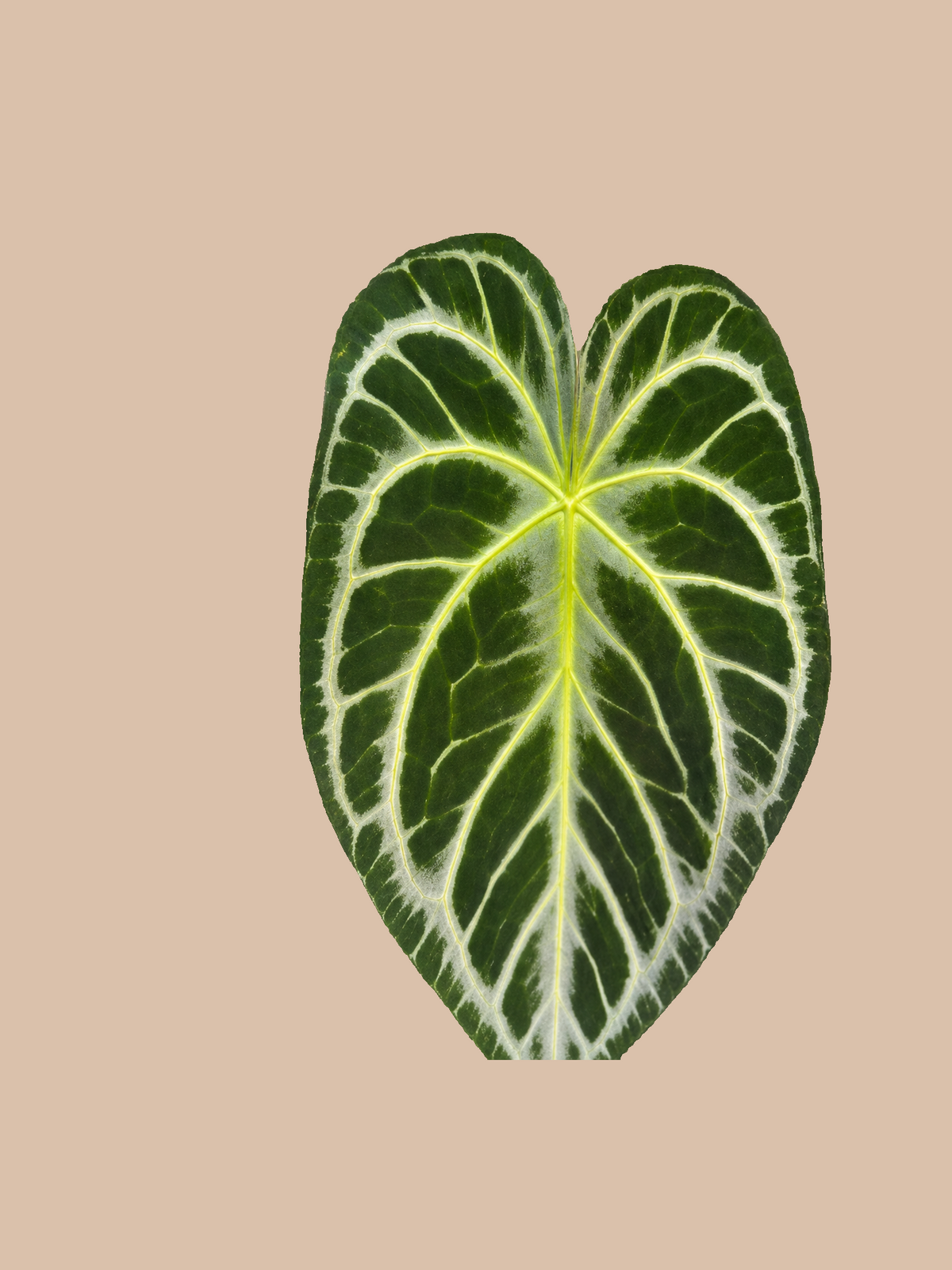 Silver King × Red Crystall Michelle – Rare Anthurium Hybrid cultivar reference. Packaging and mature-plant images are illustrative; sold as 1 plant per bag.