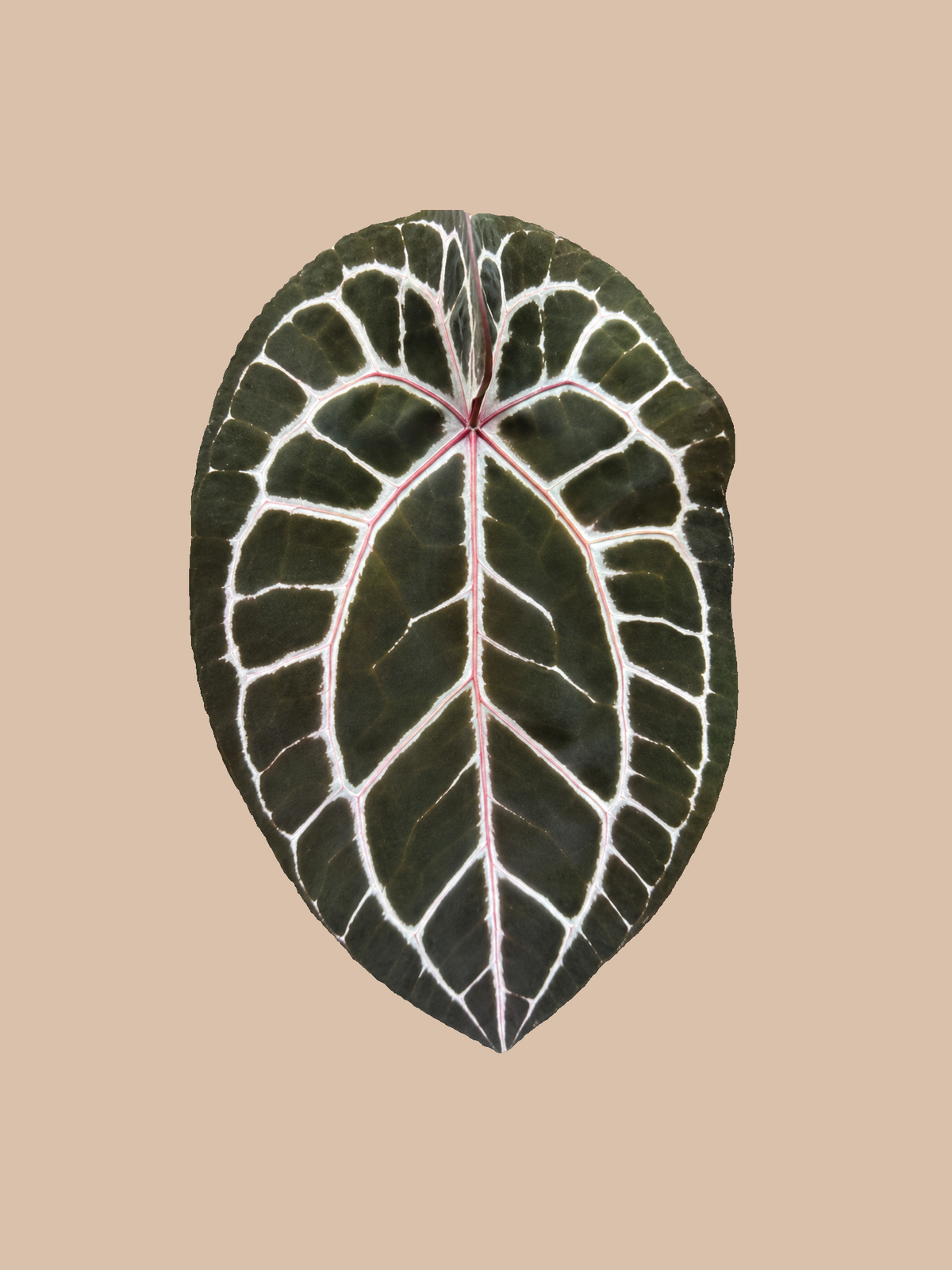 Silver King × Red Crystall Michelle – Rare Anthurium Hybrid cultivar reference, photo 2. Packaging and mature-plant images are illustrative; sold as 1 plant per bag.