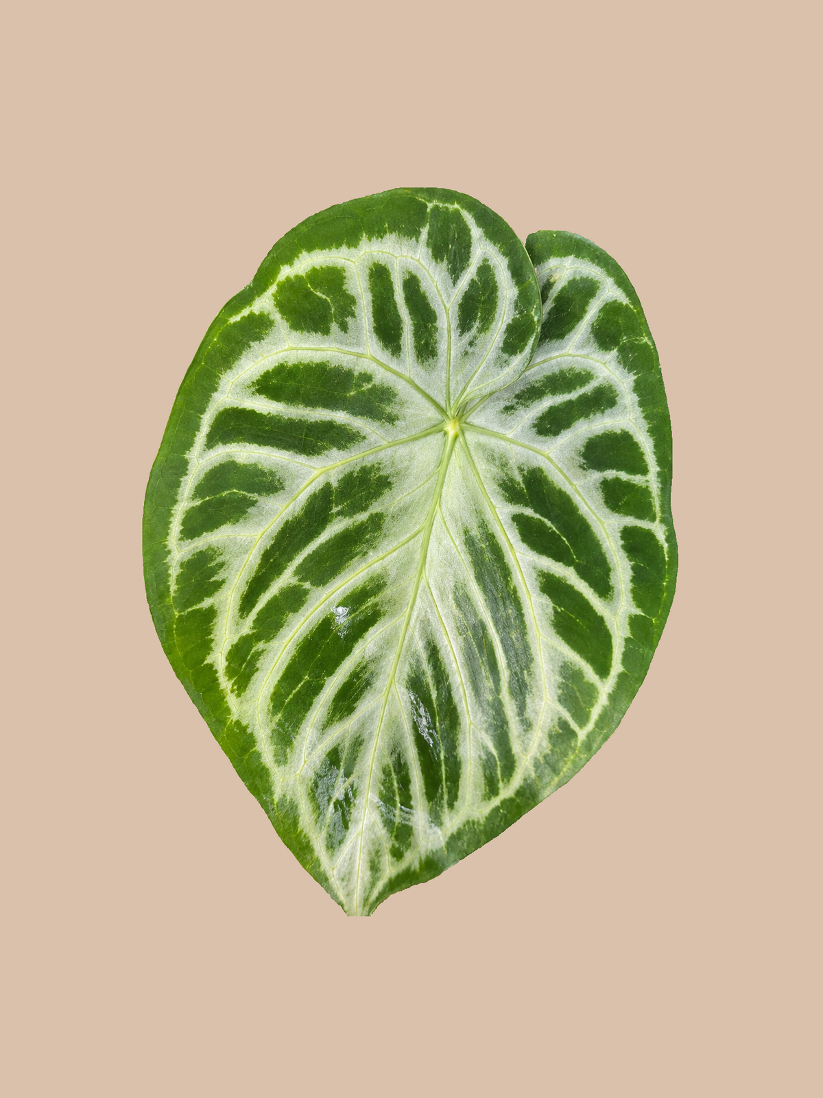 Silver Doryaki × Red Crystall Michelle – Rare Anthurium Hybrid cultivar reference. Packaging and mature-plant images are illustrative; sold as 1 plant per bag.