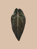 (Dark Handsome × Ace of Spades) × Red Crystall Michelle – Rare Anthurium Hybrid cultivar reference. Packaging and mature-plant images are illustrative; sold as 1 plant per bag.