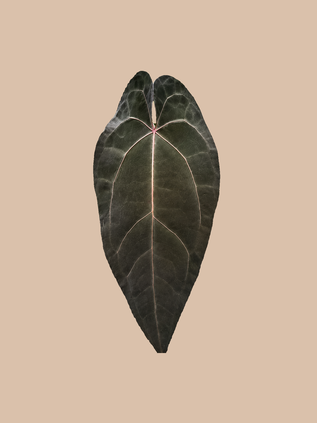 (Dark Handsome × Ace of Spades) × Red Crystall Michelle – Rare Anthurium Hybrid cultivar reference. Packaging and mature-plant images are illustrative; sold as 1 plant per bag.