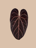 Red Hoffmannii Indo x Red Crystall Tezula – Rare Anthurium Hybrid cultivar reference. Packaging and mature-plant images are illustrative; sold as 1 plant per bag.