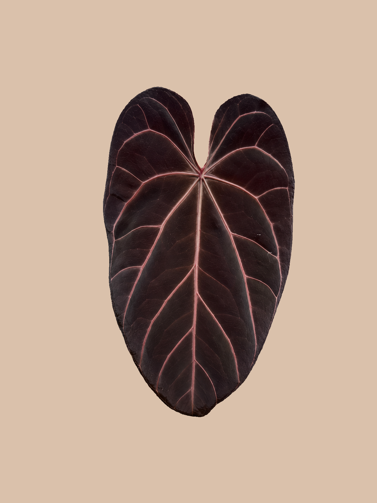 Red Hoffmannii Indo x Red Crystall Tezula – Rare Anthurium Hybrid cultivar reference. Packaging and mature-plant images are illustrative; sold as 1 plant per bag.