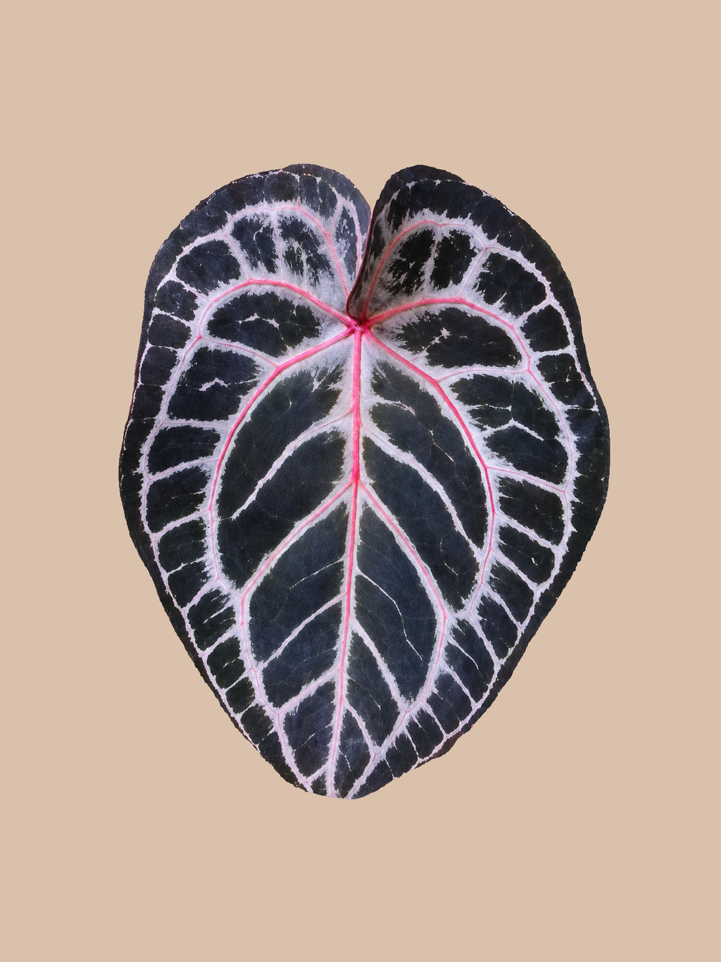 Red Hoffmannii Indo x Red Crystall Tezula – Rare Anthurium Hybrid cultivar reference, photo 2. Packaging and mature-plant images are illustrative; sold as 1 plant per bag.