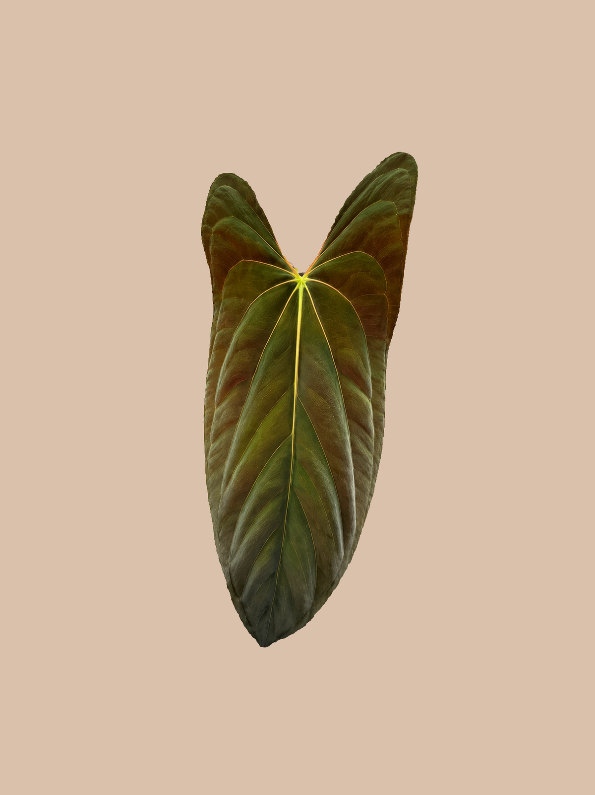 Papillilaminum Fort Sherman x Warocqueanum – Rare Anthurium Hybrid cultivar reference. Packaging and mature-plant images are illustrative; sold as 1 plant per bag.