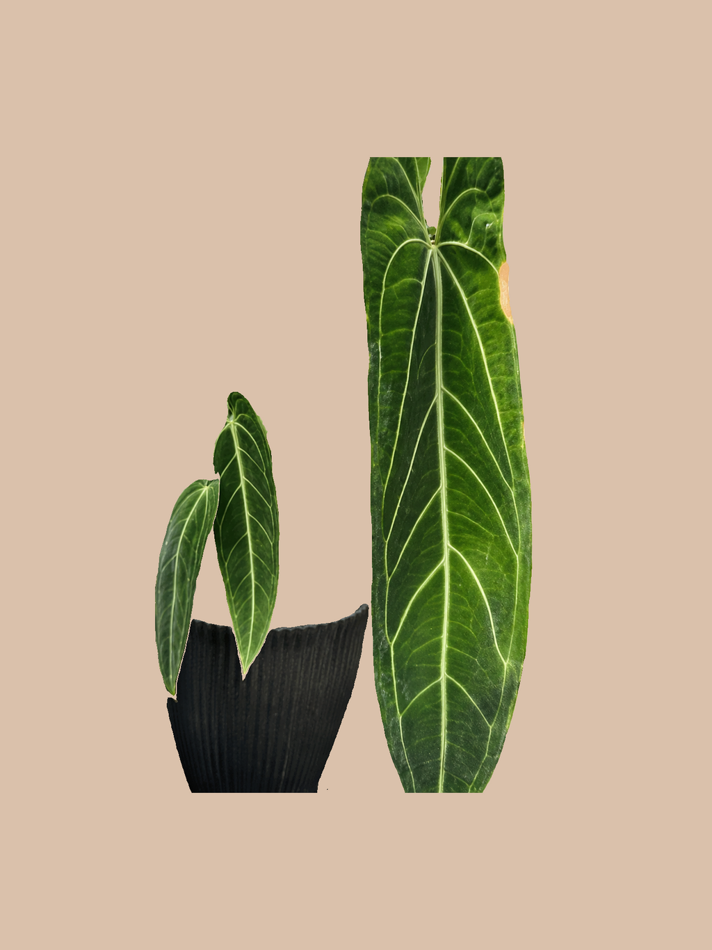 Papillilaminum Fort Sherman x Warocqueanum – Rare Anthurium Hybrid cultivar reference, photo 2. Packaging and mature-plant images are illustrative; sold as 1 plant per bag.