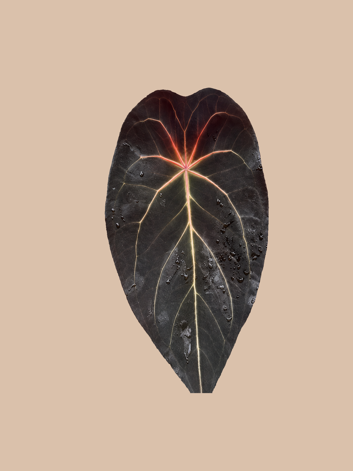 Purple Spider x Red Tiger – Rare Anthurium Hybrid cultivar reference. Packaging and mature-plant images are illustrative; sold as 1 plant per bag.