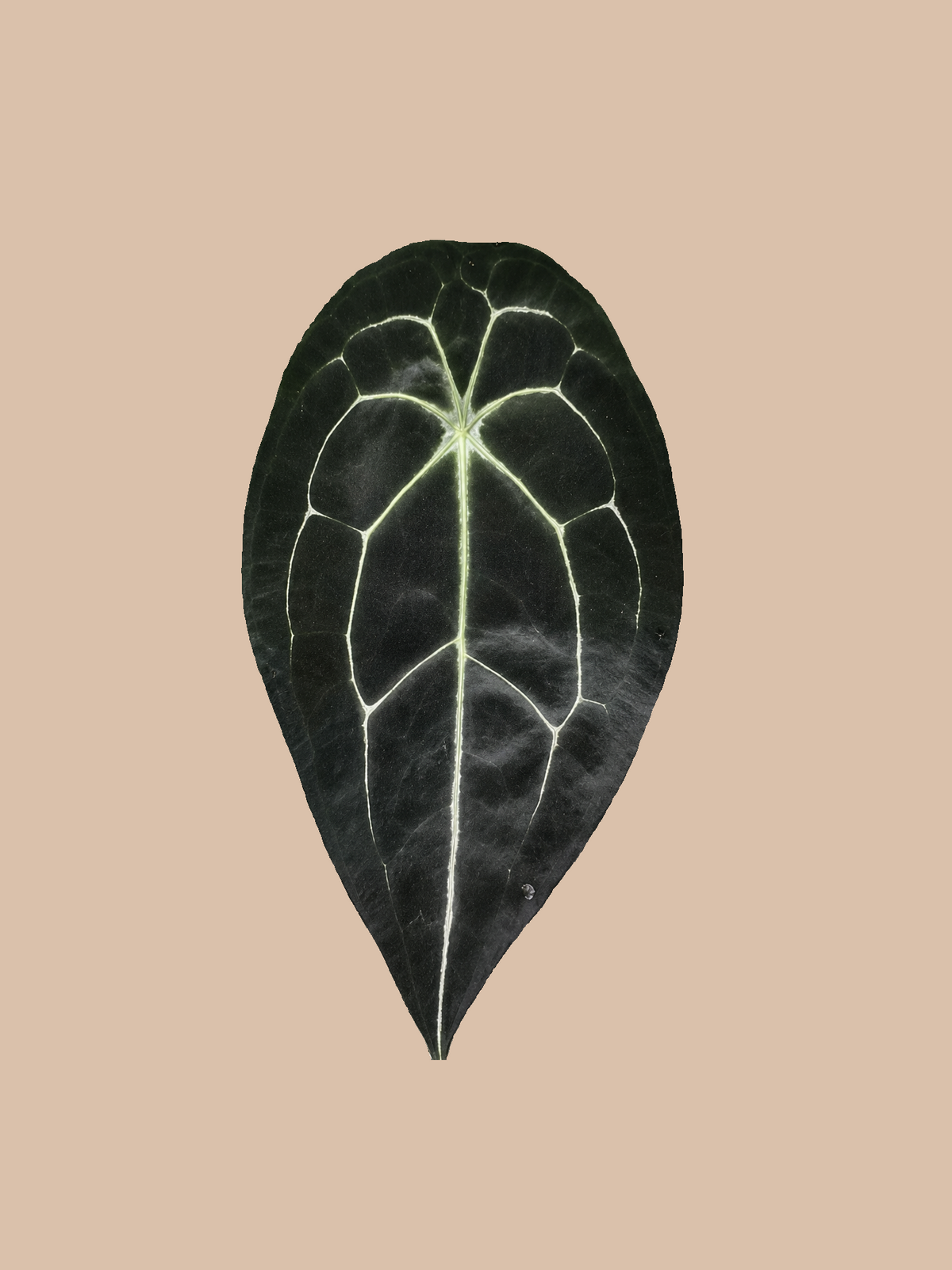Forgetii Dark Form x Warocqueanum – Rare Anthurium Hybrid cultivar reference. Packaging and mature-plant images are illustrative; sold as 1 plant per bag.