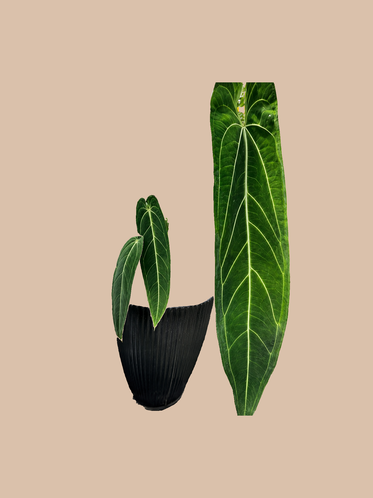 Forgetii Dark Form x Warocqueanum – Rare Anthurium Hybrid cultivar reference, photo 2. Packaging and mature-plant images are illustrative; sold as 1 plant per bag.