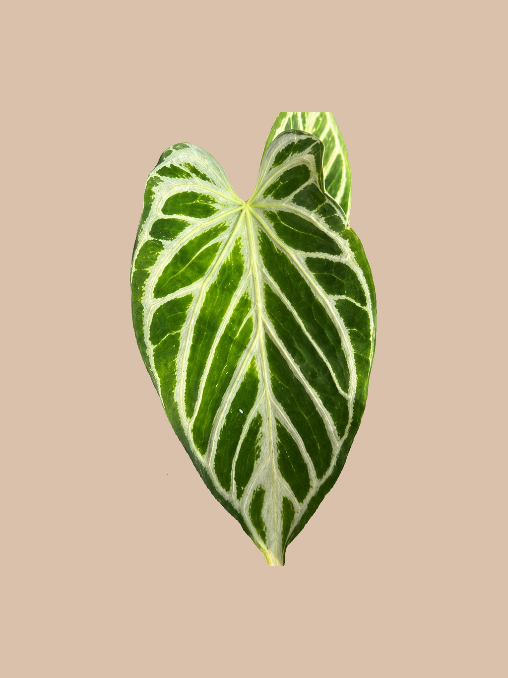 Silver Blush x Silver Dorayaki – Rare Anthurium Hybrid cultivar reference. Packaging and mature-plant images are illustrative; sold as 1 plant per bag.