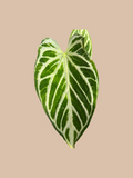 Silver Blush x Silver Dorayaki – Rare Anthurium Hybrid cultivar reference. Packaging and mature-plant images are illustrative; sold as 1 plant per bag.
