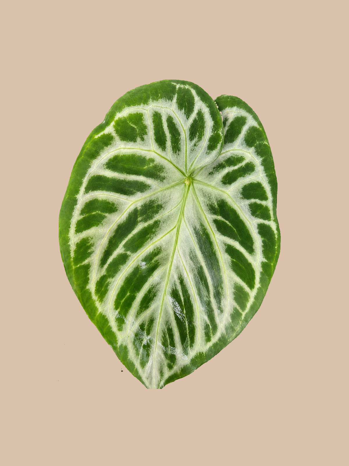 Silver Blush x Silver Dorayaki – Rare Anthurium Hybrid cultivar reference, photo 2. Packaging and mature-plant images are illustrative; sold as 1 plant per bag.