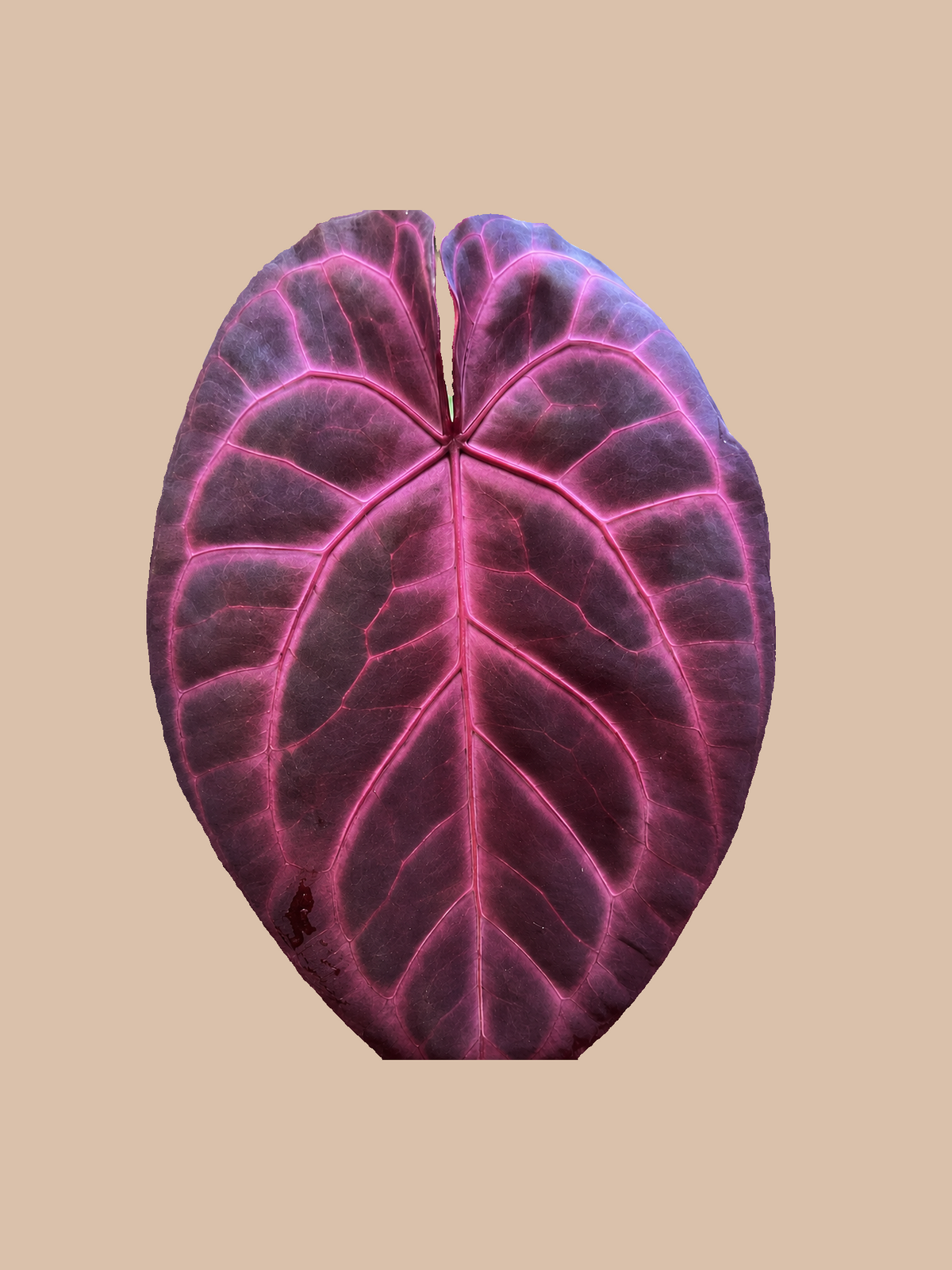 Red Hoffmannii x [(Michelle x Zara) x Tezula] – Rare Anthurium Hybrid cultivar reference. Packaging and mature-plant images are illustrative; sold as 1 plant per bag.
