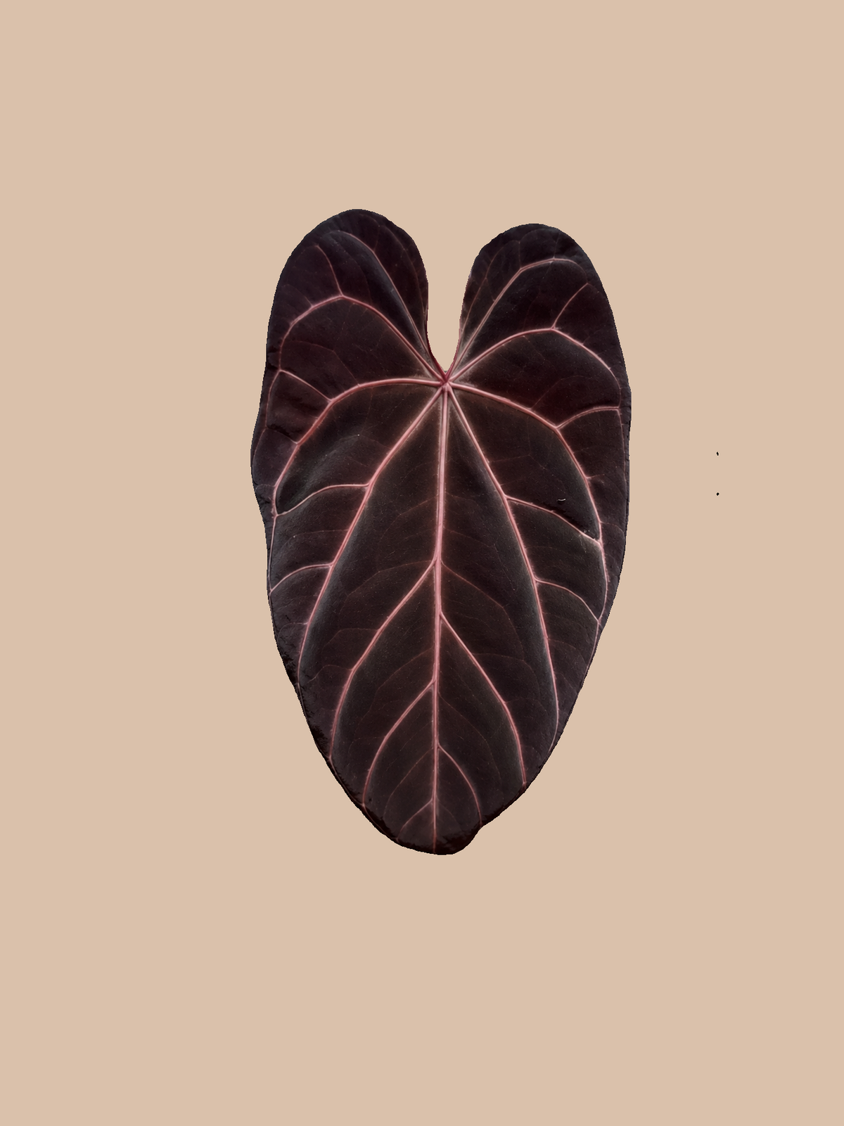 Red Hoffmannii x [(Michelle x Zara) x Tezula] – Rare Anthurium Hybrid cultivar reference, photo 2. Packaging and mature-plant images are illustrative; sold as 1 plant per bag.